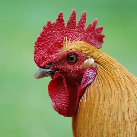 Ferienbauernhof Liesenberg Meerblickhaus Strandlaeufer